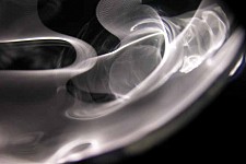 Embryo