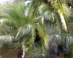 Monsoon, 