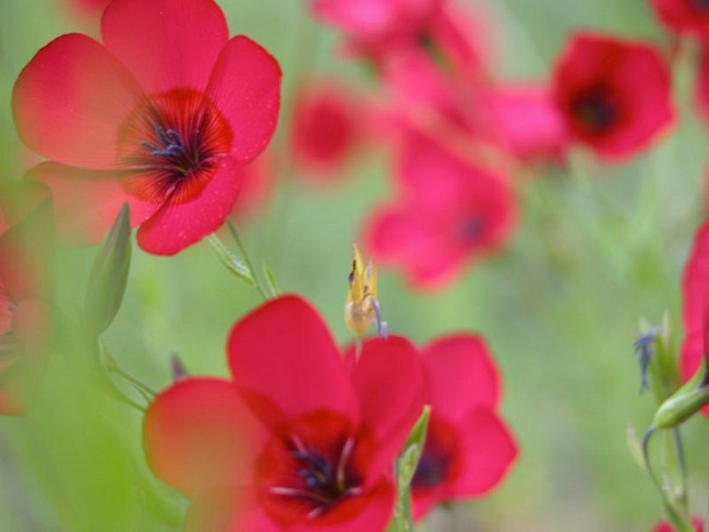 Blossem, 